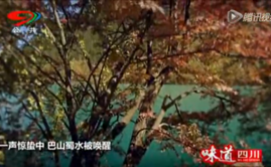 《蜀韵》——春天来临，唤醒巴山蜀水