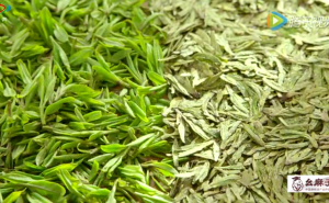 《茶道》——品茗、了解绿茶