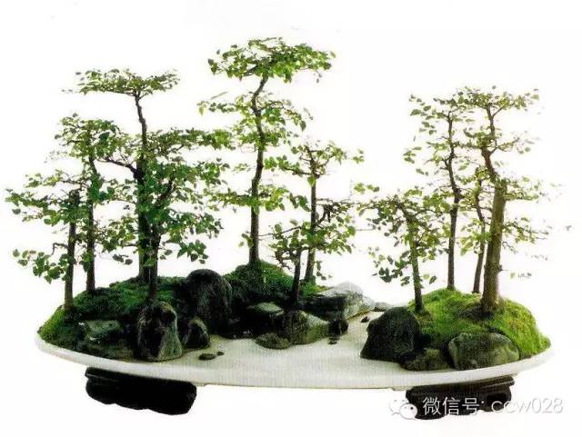 盆景大师——李祥林 (图3)