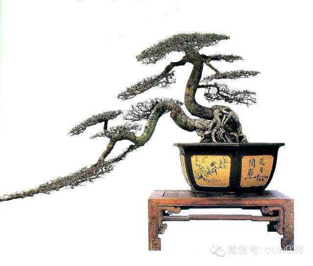 盆景大师——赖胜东 (图2)