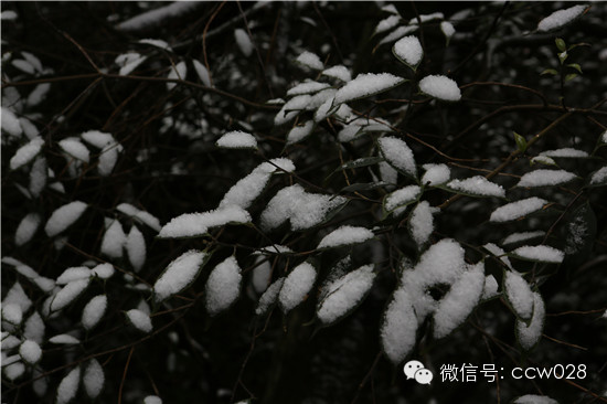 《味道四川》开播在即 蒙顶山拍摄巧逢初雪 (图9)