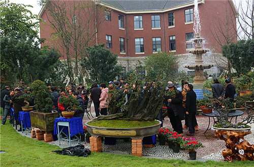 迎春花卉盆景博览会在邛崃开幕 (图9)